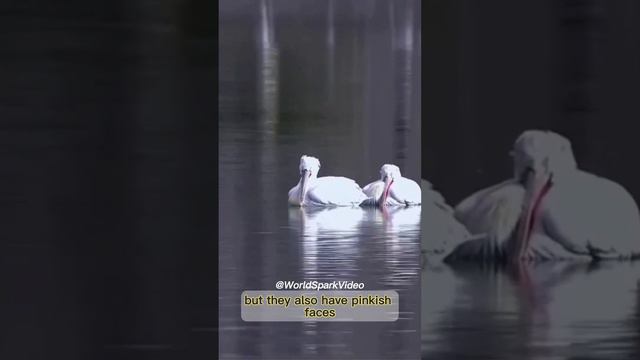 Dalmatian Pelican※ダルメシアン ペリカン The Heaviest Flying Bird In The World смотреть онлайн