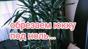 санитарная обрезка #юкка#комнатныецветы#обрезка