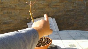 Метод объединения растений для бонсай. Почему бонсай иногда сажают вместе?