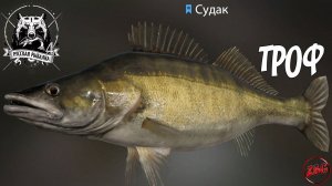 СУДАК СИНИЙ ТРОФЕЙНЫЙ - РУССКАЯ РЫБАЛКА 4 | RUSSIAN FISHING 4 - ЗАПИСЬ СО СТРИМА.