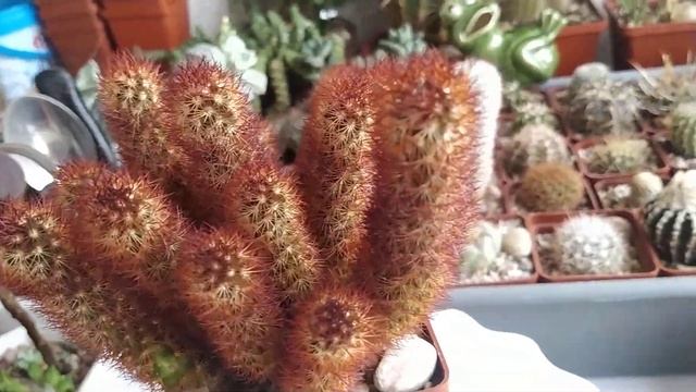 Mammillaria elongata после пересадки.Sinocrassula как она есть... смотреть онлайн