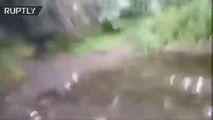РЕАКЦИЯ Американца и Русского на МЕДВЕДЯ! РЖАЧ!