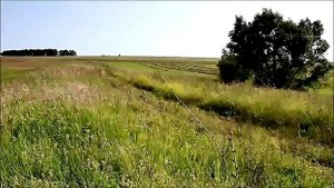 В РОДНЫХ МЕСТАХ