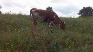 Как выбрать тёлочку на корову? Для новичков о телочках на корову