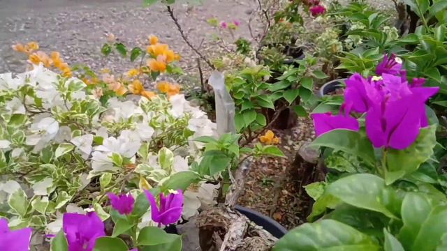 Bunga kertas (Bougainvillea) Termahal смотреть онлайн