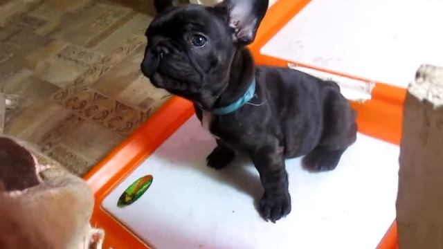 Мальчик французский бульдог тигрового окраса смотреть онлайн