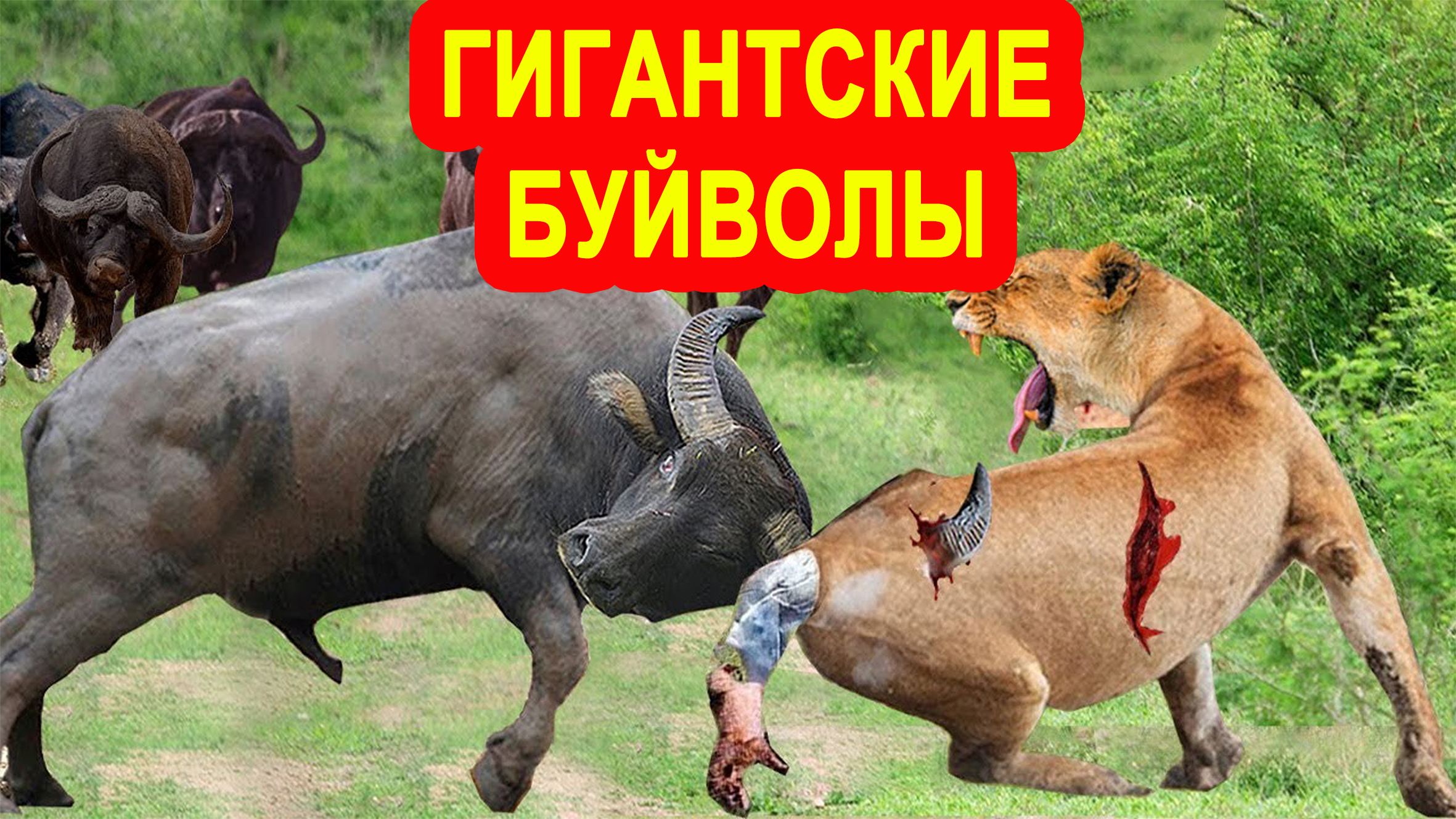 Азиатский буйвол - самый крупный бык, который рвёт львов и плавает вод водой. смотреть онлайн