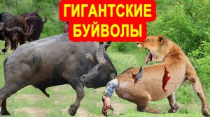 Азиатский буйвол - самый крупный бык, который рвёт львов и плавает вод водой.