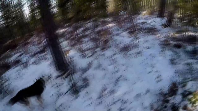 Регион 88 | Открытие пушного сезона,пока только белки смотреть онлайн