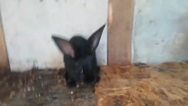 Кролики породы строкач, купил кроликов породы строкач