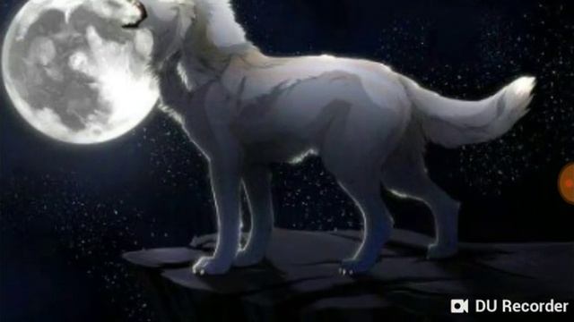 Фото волков смотреть онлайн