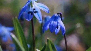 Распускаются цветы под снегом
