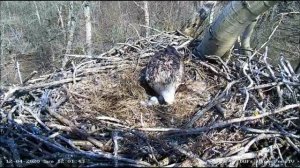 Орлан Дания 12042020