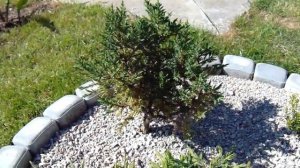 Juniperus chinensis