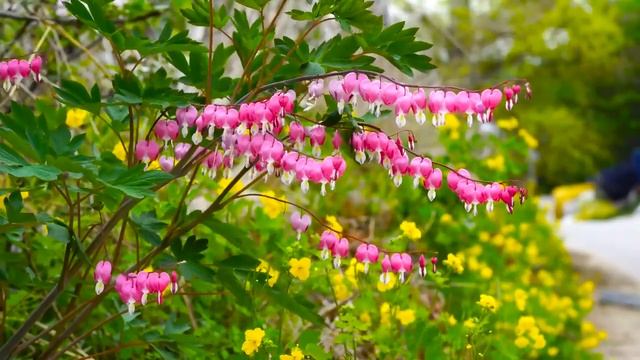 No Copyright Relaxing Piano Music - instrumental music - no copyright nature video - spring