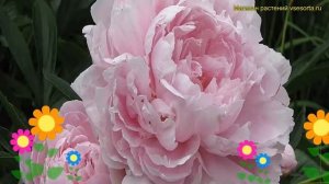 Пион молочноцветковый Дабл Пинк. Краткий обзор, описание paeonia lactiflora Double pink