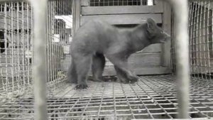 Производство клеток для содержания лисы, норки, соболя