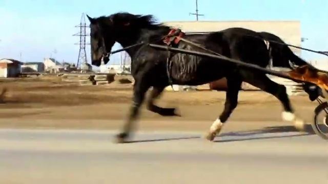 ЛОШАДЬ ОРЛОВСКОЙ ПОРОДЫ КАЗАХСТАН г.ЖИТИКАРА смотреть онлайн