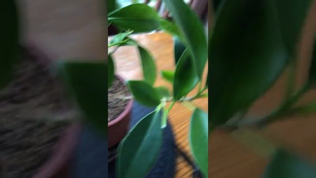 How to Prune Medium Golden Gate Ficus Cutting смотреть онлайн