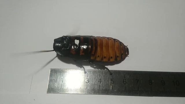 Мои "Мадагаскарские тараканы"Часть 2# смотреть онлайн