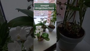ситцевая орхидея дендробиум Кинга