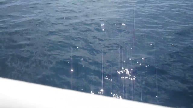 дельфины смотреть онлайн