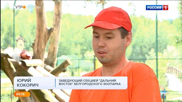 День тигра: как живут полосатые кошки в Белгородском зоопарке