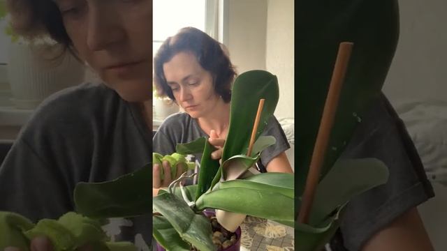 Моя гигантелла смотреть онлайн