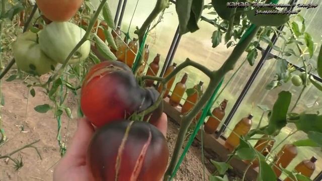 5 обзор и дегустация томатов,этот экзот созрел только 22 августа! смотреть онлайн
