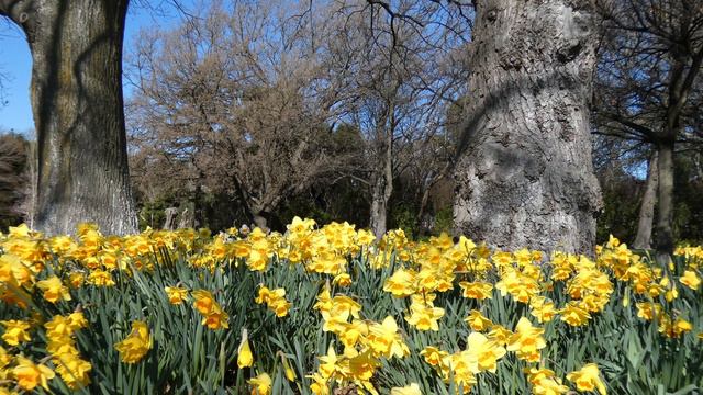 4K UHD - Daily Mindfulness #44 - Spring Flowers - Daffodils in Hagley Park - Ambient Music смотреть онлайн