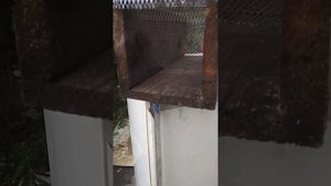 Как поймать крысу 4