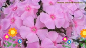 Флокс метельчатый Владимир. Краткий обзор, описание характеристик phlox paniculata Vladimir
