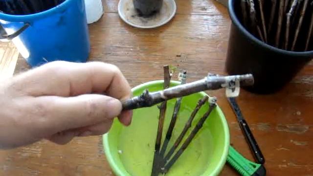 Результат стратификации настольных прививок винограда смотреть онлайн