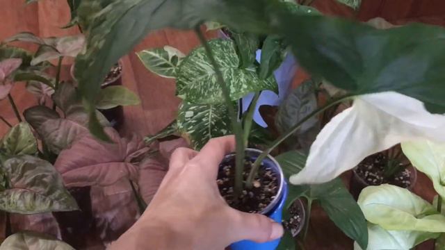 Сентябрь. Сингониумы смотреть онлайн