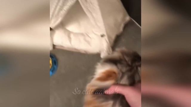 Cute Animals - Funny Cats / Dogs / Baby Animals - Funny Animal Videos / Funny Animals #10