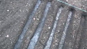Посеяли апрельский лук Батун и осенний парей
