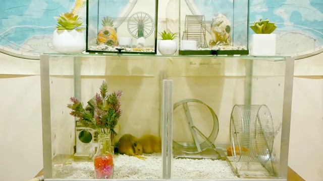 Чем хомяки занимаются по вечерам/Сирийский хомяк, джунгарик, бамбуковая мышь смотреть онлайн