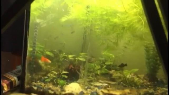 Таисия и аквариумные рыбки (обзор аквариума) смотреть онлайн