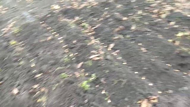 Эксперимент, посадка лука и картофеля на зиму смотреть онлайн