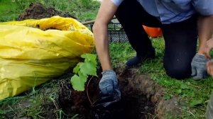 Как посадить виноград летом