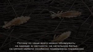 Сколько дней могут прожить вши вне головы человека