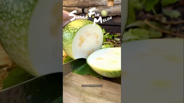 Cucurbita Ficifolia???? #shorts #satisfying #fruitcutting #food #homegrown смотреть онлайн