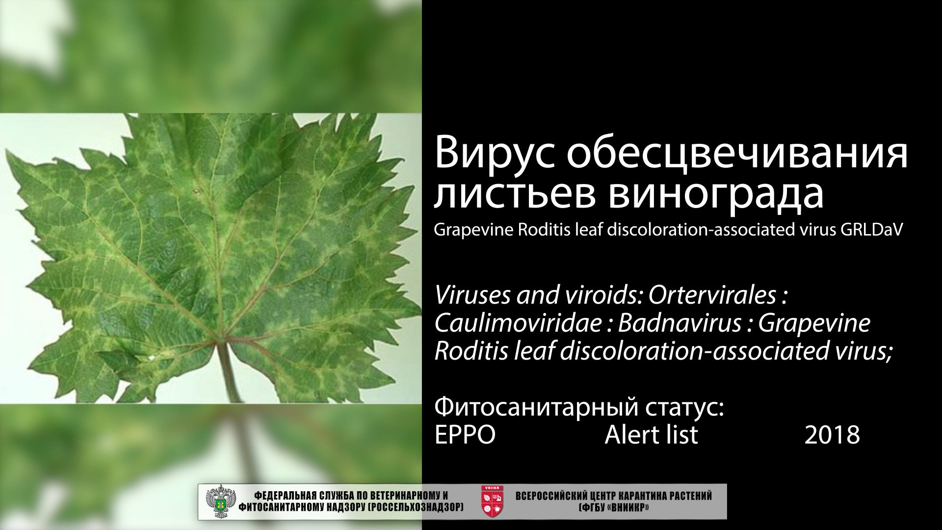 Вирус обесцвечивания листьев винограда (Grapevine Roditis leaf discoloration-associated virus)