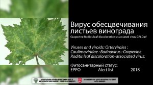 Вирус обесцвечивания листьев винограда (Grapevine Roditis leaf discoloration-associated virus)