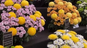 Выставка Цветов В Челси 2022 Лондон ( 1 часть )- Chelsea Flower Show 2022 London ( 1 part  )