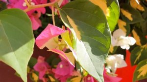 Бугенвиллия Mary Palmer, моя любимица 🥰❤️