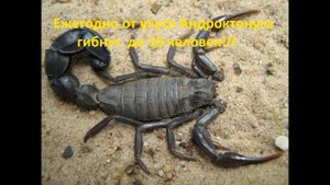 Самые опасные насекомые в мире !!! (Топ-10)