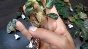 Новинки цветов из посылки. Домашние растения.