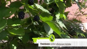 Ежевика, проверенная на Урале. Лучшие сорта  Советы по уходу летом