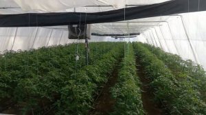 Томат Пинк маргарет.